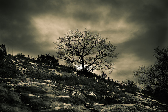 Fotopromenad i Botaniska trädgården 2015-02-07 (40)