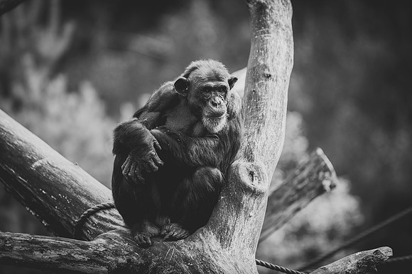 2017-08-30 Boras djurpark (128)-2