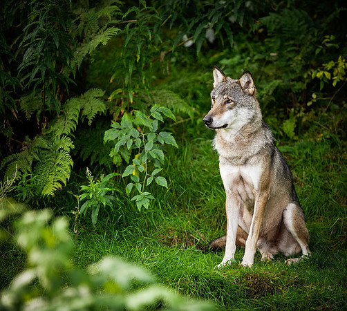 2017-08-30 Boras djurpark (42)
